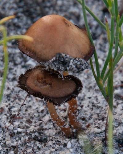 Panaeolus foenisecii - kuva 5