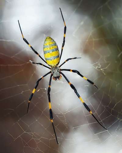 Trichonephila clavata - kuva 1
