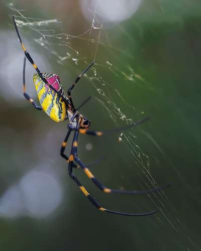 Trichonephila clavata - kuva 2