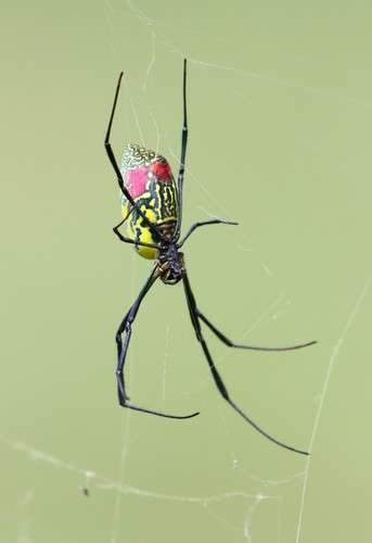 Trichonephila clavata - kuva 4