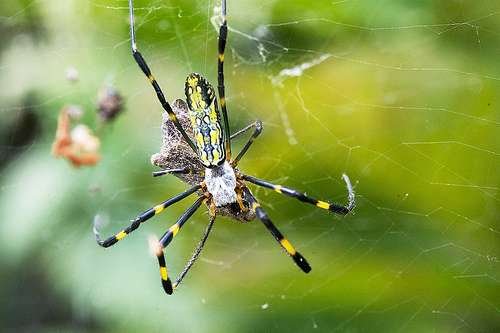 Trichonephila clavata - kuva 5