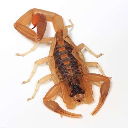 Centruroides vittatus - kuva 1