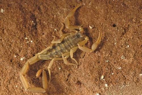 Centruroides vittatus - kuva 2