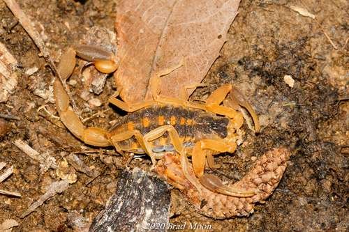 Centruroides vittatus - kuva 3