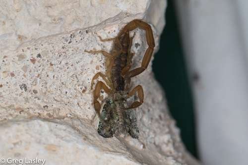 Centruroides vittatus - kuva 4