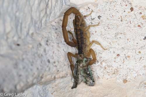 Centruroides vittatus - kuva 5