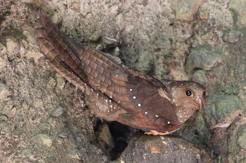 Steatornis caripensis - kuva 2