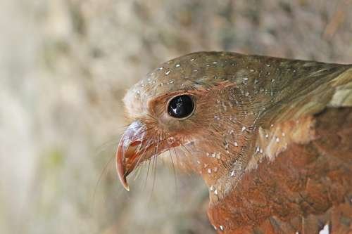 Steatornis caripensis - kuva 3