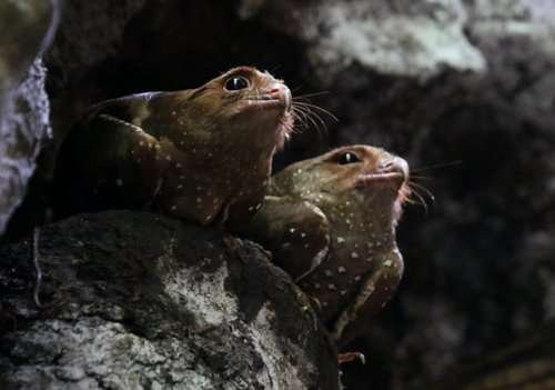 Steatornis caripensis - kuva 5