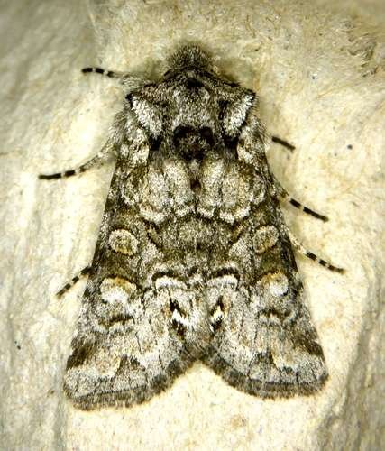 Lacinipolia anguina - kuva 1