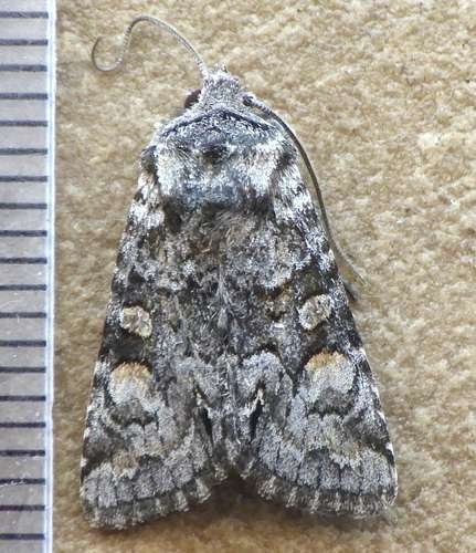 Lacinipolia anguina - kuva 3