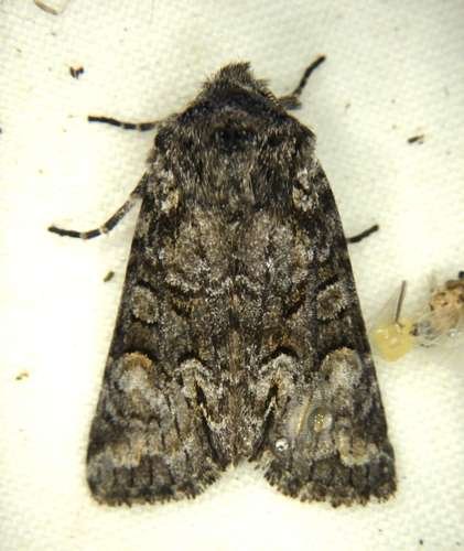 Lacinipolia anguina - kuva 4
