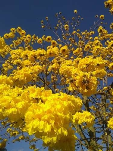 Handroanthus chrysanthus - kuva 1