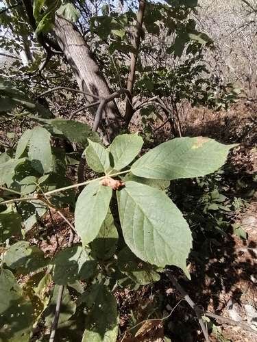 Handroanthus chrysanthus - kuva 2