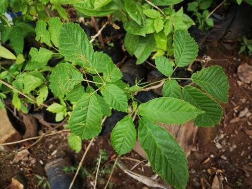 Handroanthus chrysanthus - kuva 3