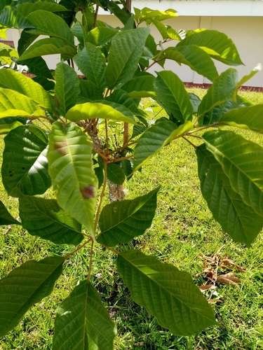 Handroanthus chrysanthus - kuva 4