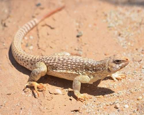 Dipsosaurus dorsalis - kuva 1