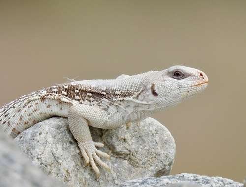 Dipsosaurus dorsalis - kuva 3