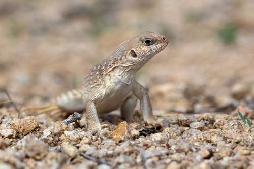 Dipsosaurus dorsalis - kuva 4