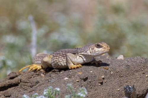 Dipsosaurus dorsalis - kuva 5