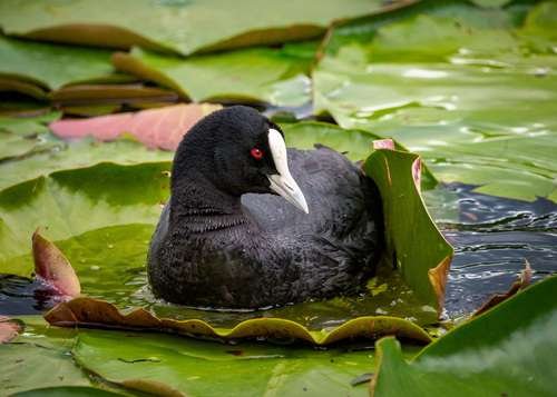 Fulica atra - kuva 1