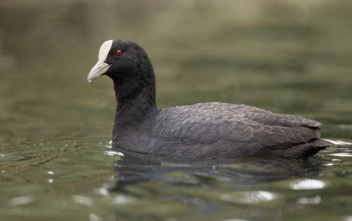 Fulica atra - kuva 2