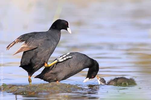 Fulica atra - kuva 4