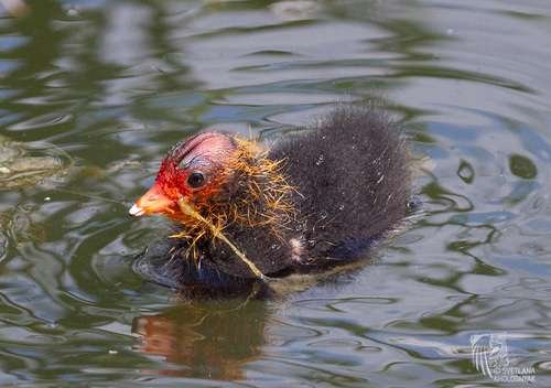 Fulica atra - kuva 5