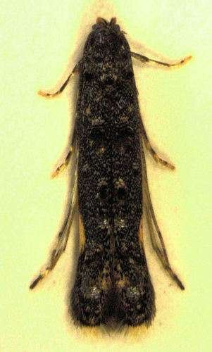 Microcolona sttwo - kuva 3